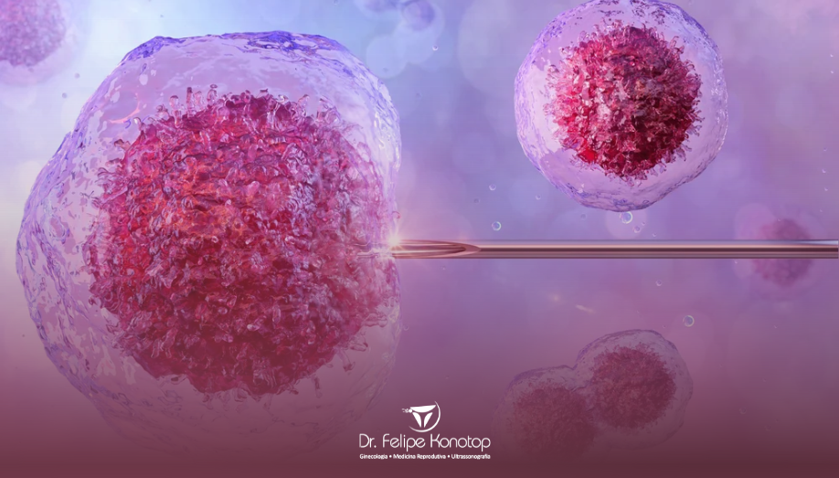 Transferencia de embrioes